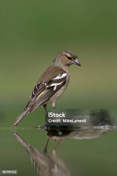 흰날개되새 Fringilla Coelebs 고여 있는 물에 대한 스톡 사진 및 기타 이미지 - 고여 있는 물, 농장, 되새류