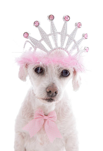 istock Pampered Princess Pet Dog 187197552