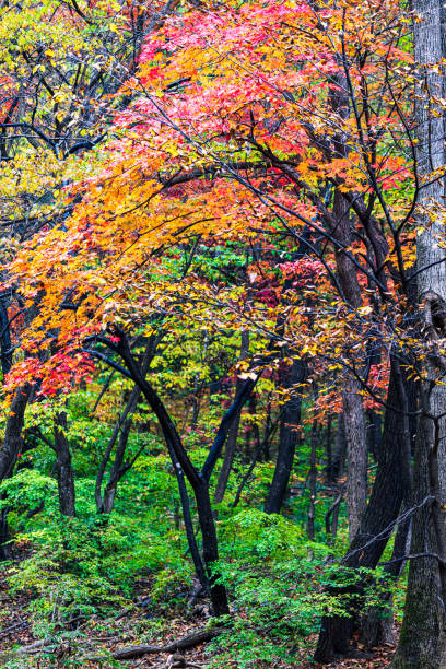 istock The maple forest in autumn is rich in colors 1871976301