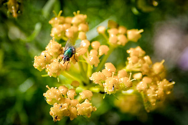 istock Green fly on a yellow flower 187197700