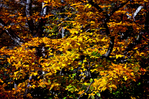 Autumn Leaf Color