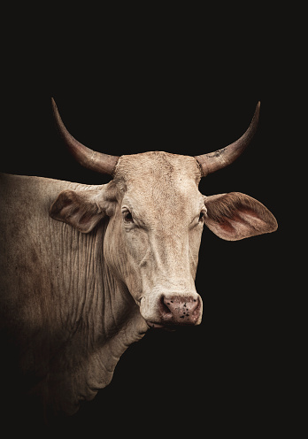 western portrait of long horned cow looking into the distance with her big eyes, ears, and horns. shes a large adult female with big ears and long snout and big head.