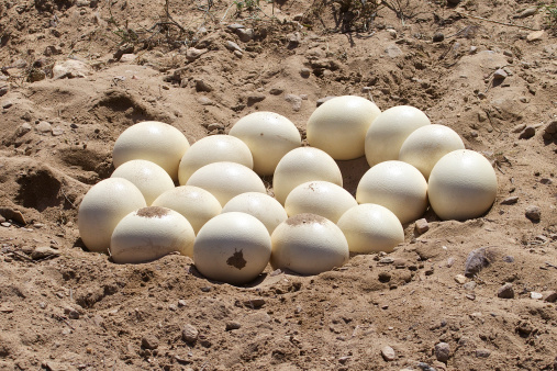 Ostrich eggs in a nest in South Africa