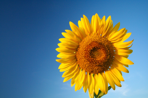 sunflower and blue sky