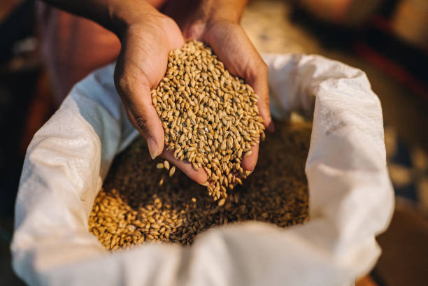 istock Close-up of a brewery worker inspecting grains 1871994572