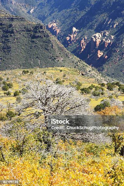 Canyon Wilderness Bosque Meadow Foto de stock y más banco de imágenes de Abeto - Abeto, Acantilado, Aire libre