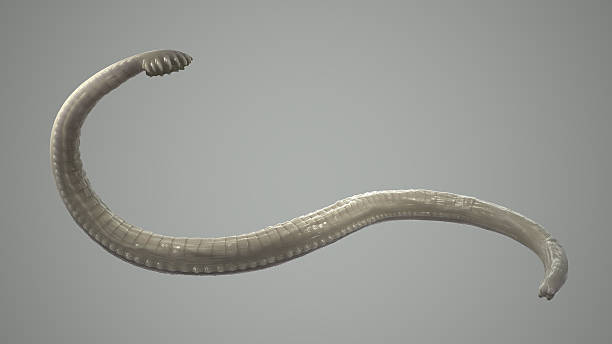 Helminth is a parasitic worm that we can see with naked eyes