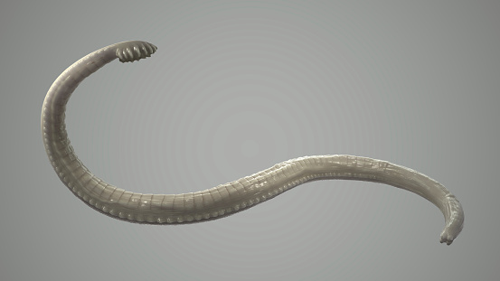 3d parasitic worm