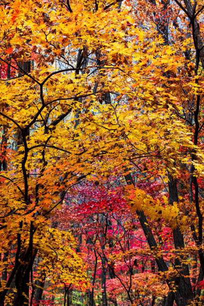 istock The maple forest in autumn is rich in colors 1872005998