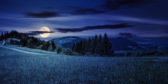 coniferous forest on a hill near the path through the meadow in mountainous rural landscape at night. beautiful countryside summer scenery in full moon light