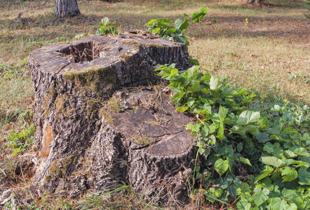 istock three stumps of July trees in a park with seedlings 1872009632