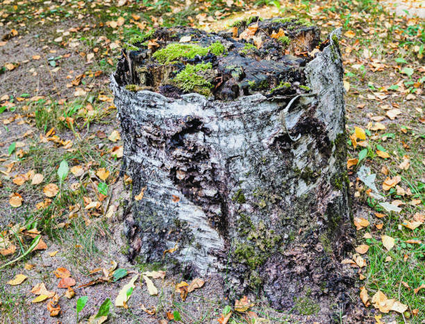 Large Rotting Tree Stump on River Bank in Autumn, Saint Petersburg, Russia