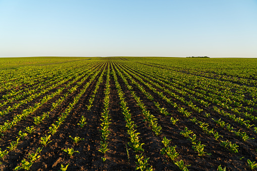 Brown plowed agricultural field with dirt in spring