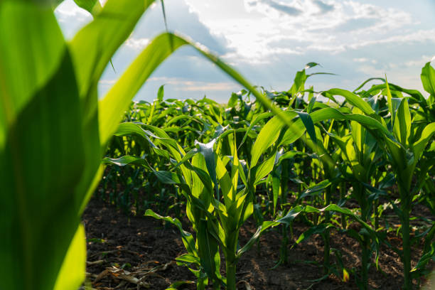 istock Corn field in summer. Beautiful corn plants. Agriculture image 1872011881