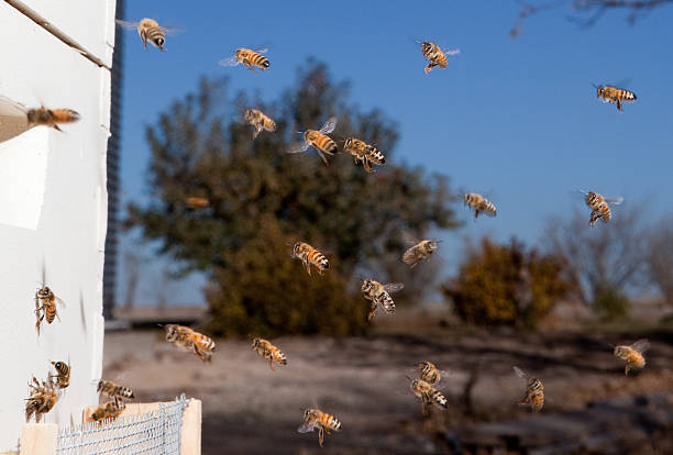 miód pszczoły w trakcie lotu - swarm of bees zdjęcia i obrazy z banku zdjęć