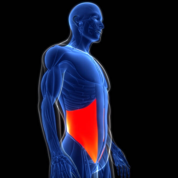 istock Human Muscular System Torso Muscles Internal Oblique Muscles Anatomy 1872015065