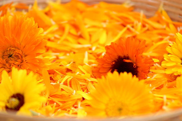istock Calendula flowers and petals 187201870