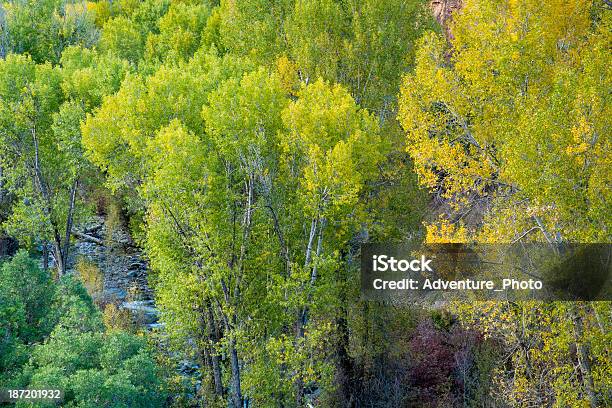 マウンテンクリークや秋のcottonwood の木 - アメリカ合衆国のストックフォトや画像を多数ご用意 - アメリカ合衆国, カラー画像, コロラド州