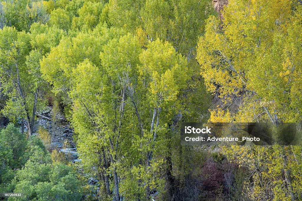 Mountain Creek e árvores de outono Cottonwood - Foto de stock de Colorado royalty-free