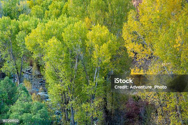 Foto de Mountain Creek E Árvores De Outono Cottonwood e mais fotos de stock de Colorado - Colorado, Cor Vibrante, Curso de Água