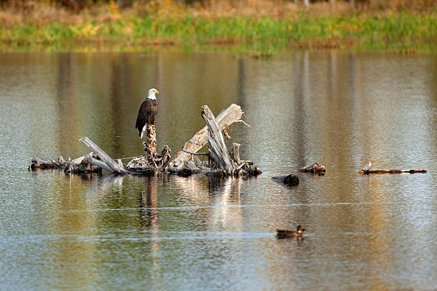 istock Bald eagle on Harriman Reservoir Colorado 187202021