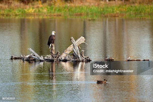 Bald Eagle On Harriman Reservoir Colorado Stock Photo - Download Image Now - Reservoir, Animals In The Wild, Bald Eagle