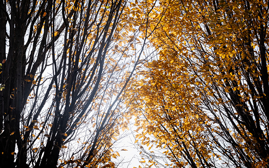 Trees with yellow leaves in the autumn forest. Nature background.