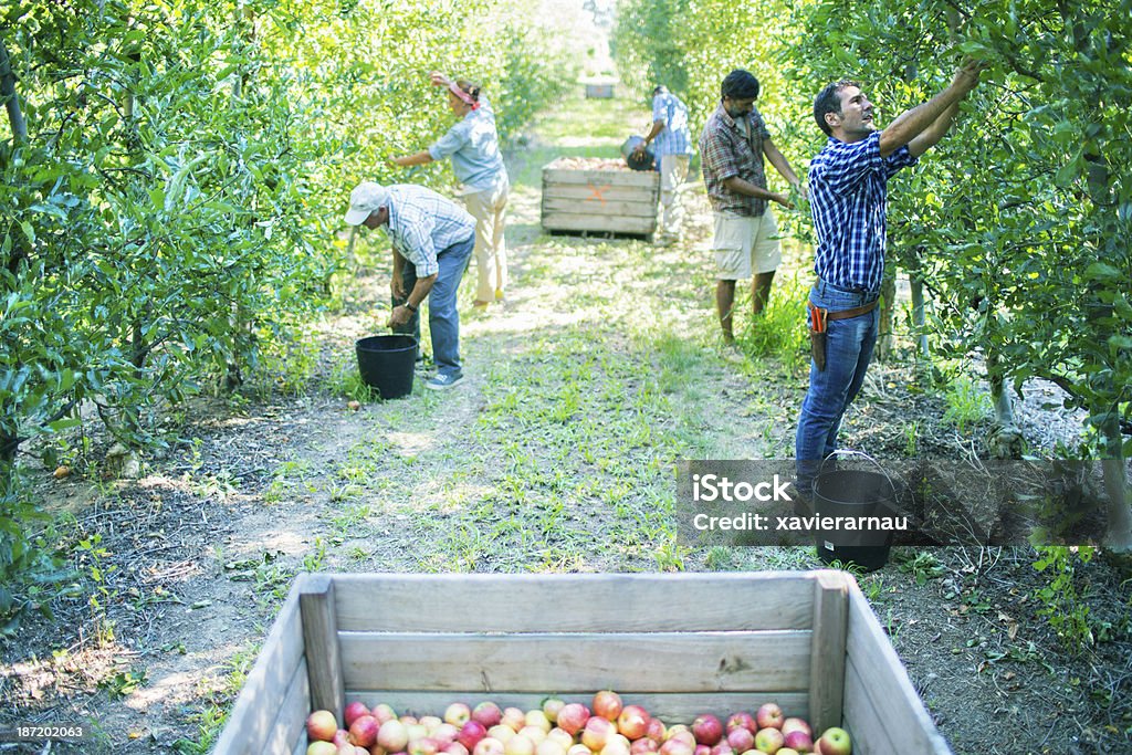 Acabado recolección manzanas en la huerta - Foto de stock de Recolector de fruta libre de derechos