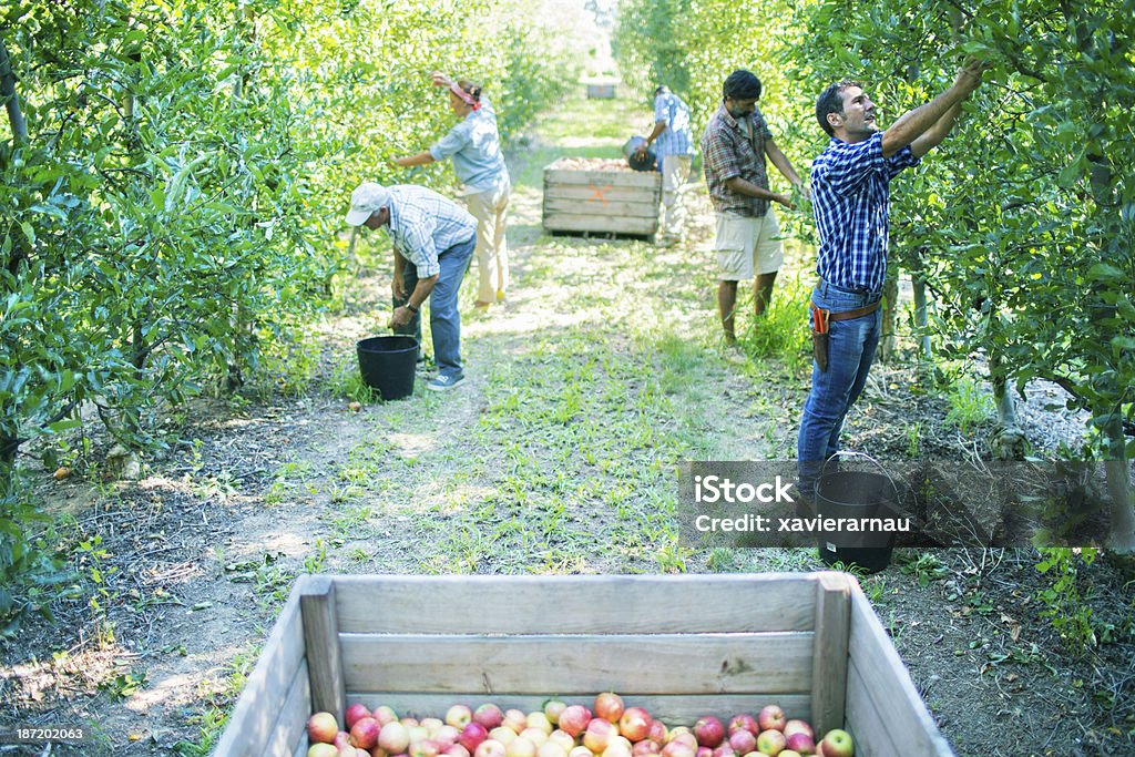 Aboutissement cueillir des pommes dans le verger - Photo de Cueilloir libre de droits