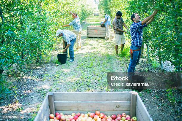 Foto de Acabamento De Colheita De Maçãs Na Orchard e mais fotos de stock de Colheiteiro de Frutas - Colheiteiro de Frutas, Fruta, 40-49 anos