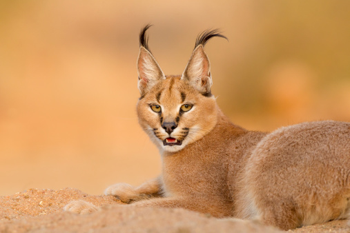 Caracal resting in a clearing in the wild
