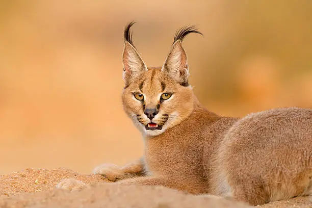 Female Caracal rsting in sand in South Africa
