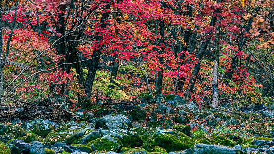 China, Liaoning, Benxi, Guanmen Mountain National Forest Park, Autumn Scenery