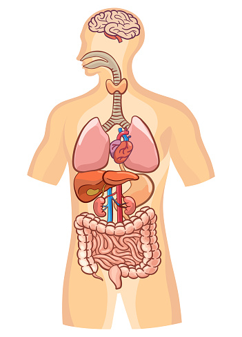 Human body organs and internal parts poster. Stomach and lungs, kidneys and heart, brain and liver. Medical anatomy infographic. Vector illustration.