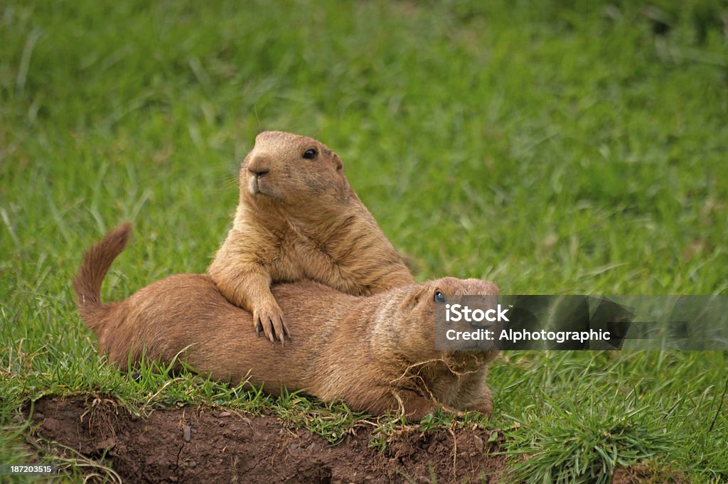 Famiglia gruppo di cani prateria - Foto stock royalty-free di Marmotta americana