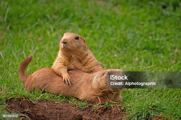 Famiglia Gruppo Di Cani Prateria - Fotografie stock e altre immagini di Marmotta americana - Marmotta americana, Abbracciare una persona, Allerta
