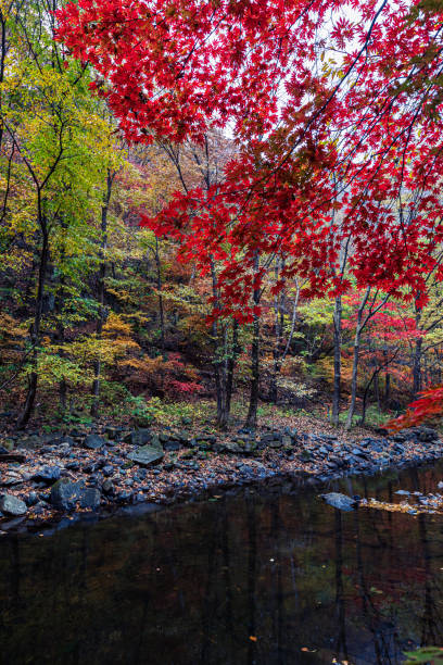 istock Maple trees and streams in the woods in autumn 1872047740