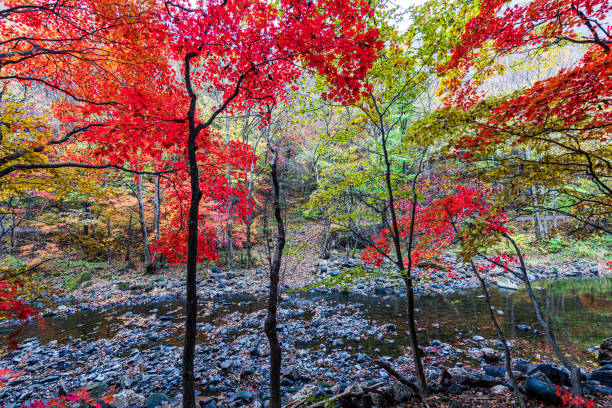 istock Maple trees and streams in the woods in autumn 1872048813
