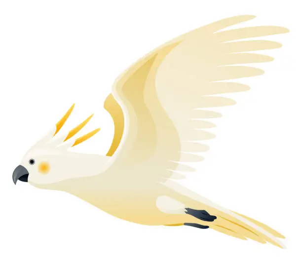 Vector illustration of Parrot animation. Exotic adorable fauna character flight. White sulphur crested cockatoo. Animated tropical bird flying