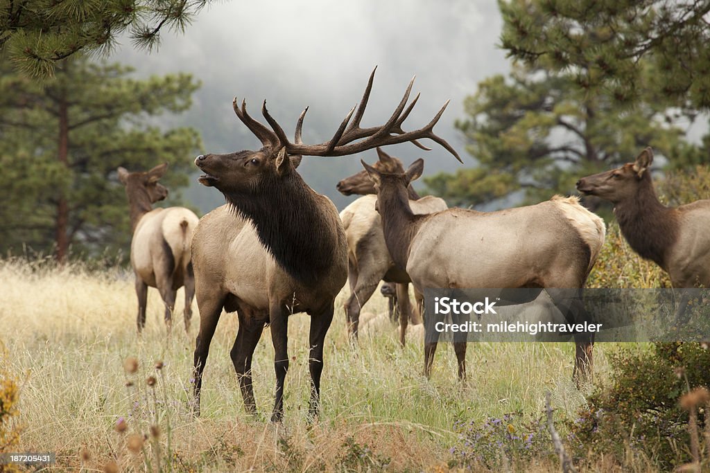 Elk troupeau de montagnes du Colorado - Photo de Wapiti libre de droits