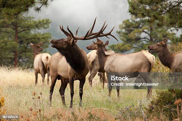 Photo libre de droit de Elk Troupeau De Montagnes Du Colorado banque d'images et plus d'images libres de droit de Wapiti - Wapiti, Parc National des Rocheuses, Colorado