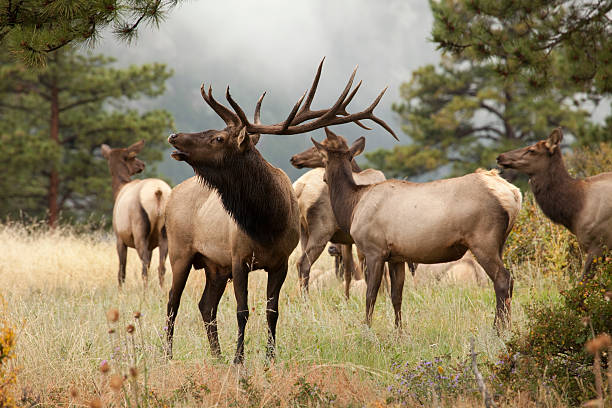 With fall colors and foggy mountains, a large bull elk remains vigilant and smells the September air in Horseshoe Park, part of Rocky Mountain National Park, Colorado.