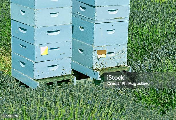 Foto de Abelha Em Campo De Lavanda Hives Empilhados e mais fotos de stock de Abelha - Abelha, Agricultura, Animal