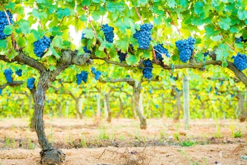 Ripe grapes in vineyard in Catalonia, Spain.