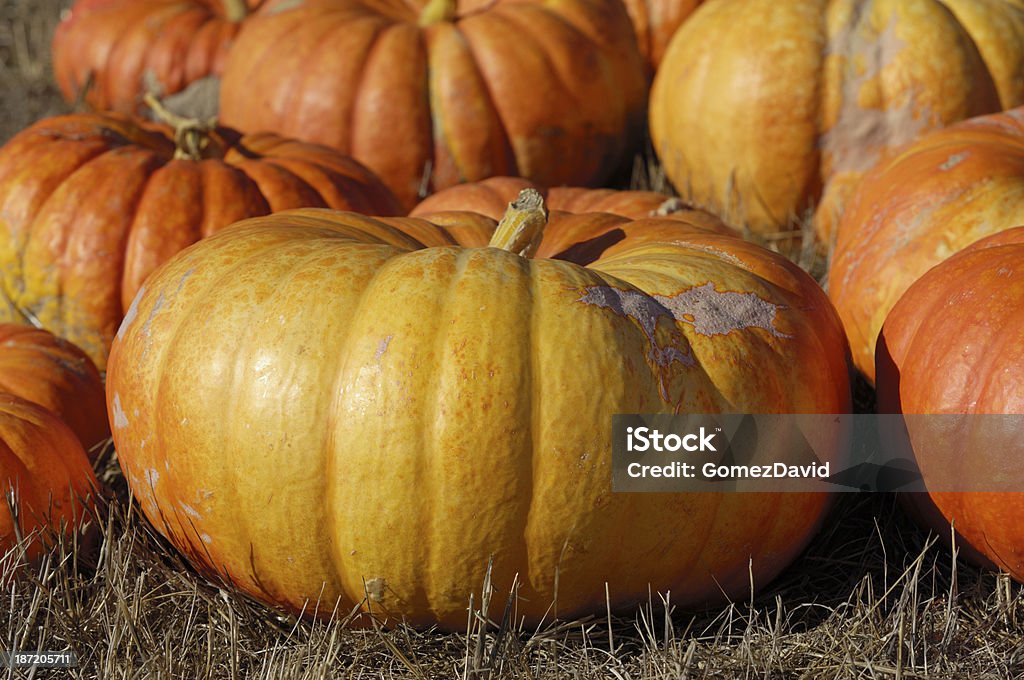Close-up of Pumpkins on Rural Pumpkin Patch at Harvest Time Close-up of Cinderella Pumpkins for sale on a rural pumpkin farm. Agricultural Field Stock Photo