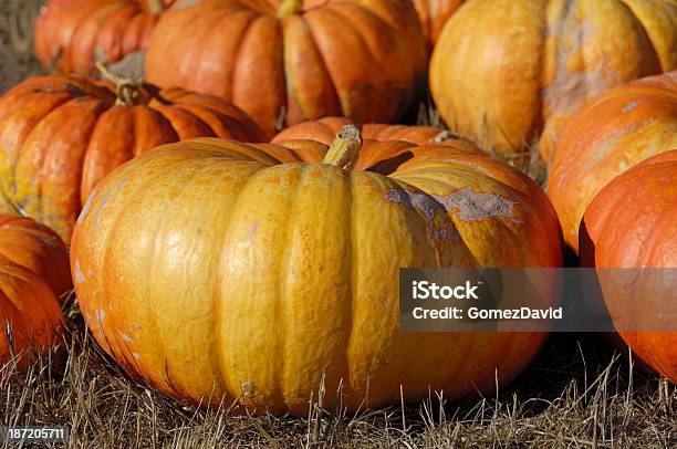 Closeup Of Pumpkins On Сельских Тыквенное Поле Во Время Сбора — стоковые фотографии и другие картинки Без людей