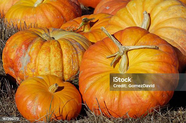 Closeup Of Коллекции Оранжевый Pumpkins On Grass — стоковые фотографии и другие картинки Без людей - Без людей, Большая группа объектов, Бутылочная тыква