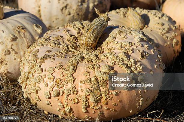 Foto de Rosa Abóboras Para Venda Em Uma Fazenda Rural e mais fotos de stock de Abóbora - Abóbora, Abóbora Winter, Agricultura