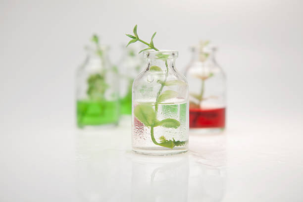 istock Bottle with green branch on a gray background 187206167