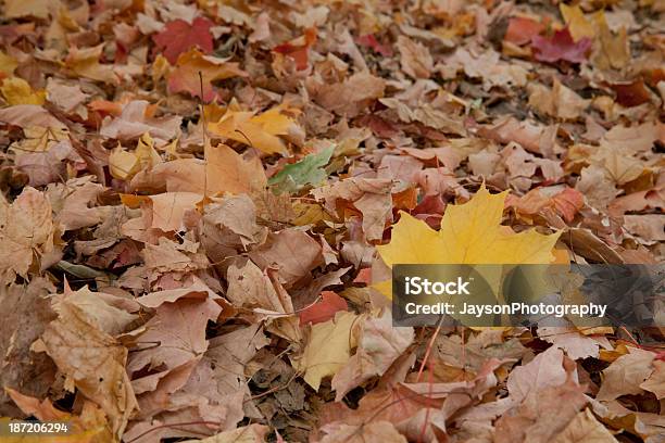 Autumn Leaves Stock Photo - Download Image Now - Abstract, Autumn, Backgrounds